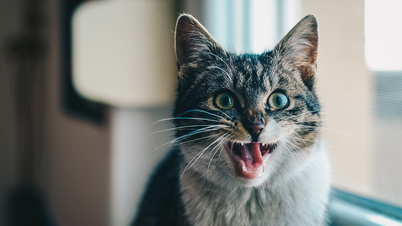 Purrs Versus Roars: The Secret Reason Why Cats Who Purr Can Never Roar -  CatTime