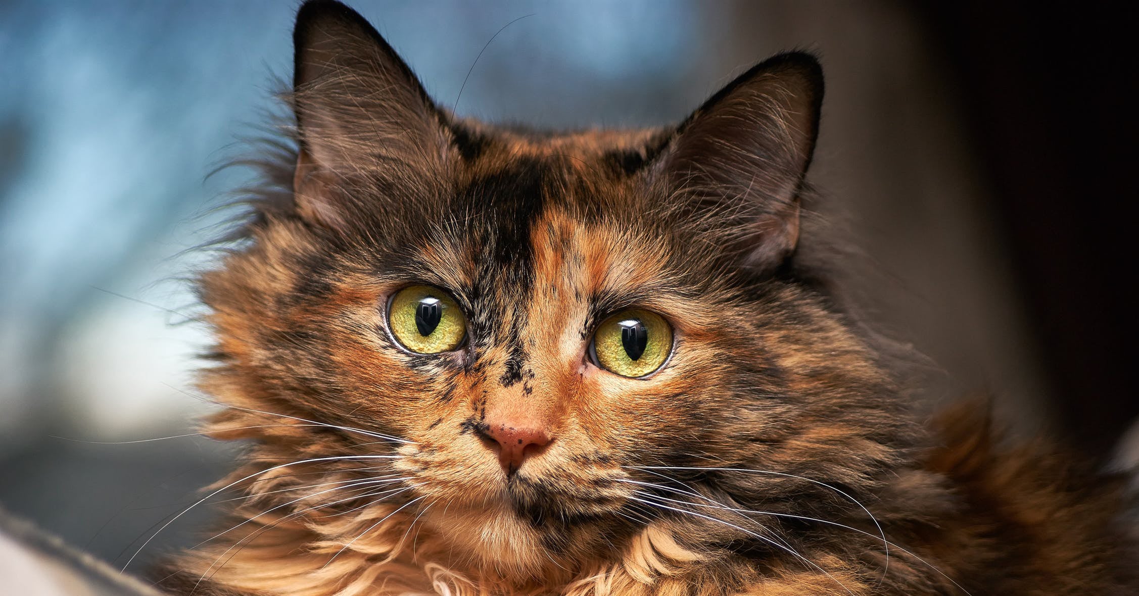 A longhaired tortoiseshell cat