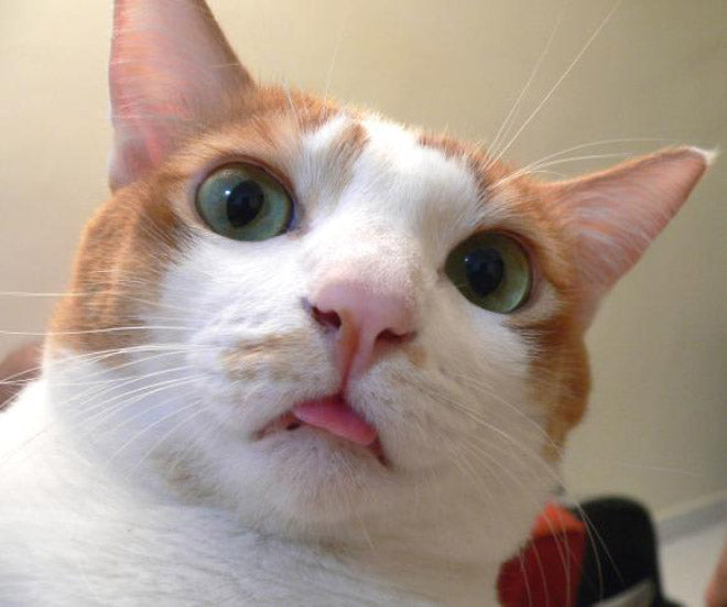 20 Cats Taking Selfies – Meowingtons