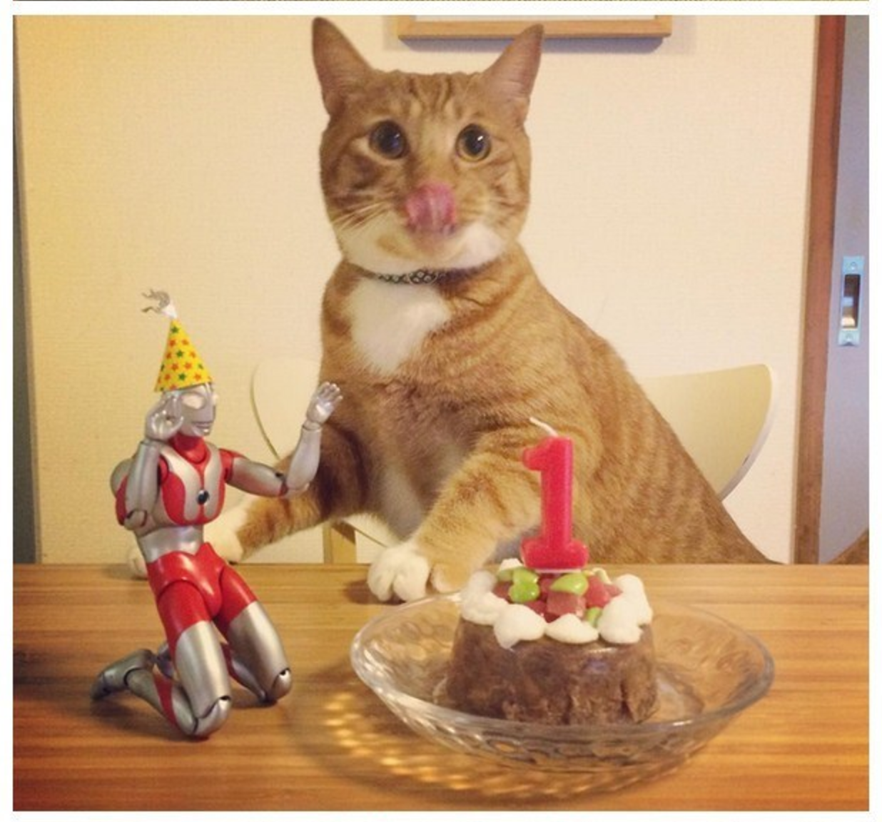 Kitten Grows Up With Ultraman By His Side – Meowingtons