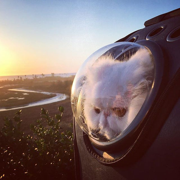 cat bubble backpacks