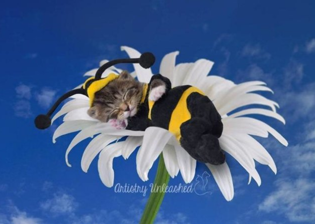 cat bee costume 