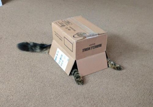 cat_hiding_in_a_box_2398656494.jpg?v=1548454892