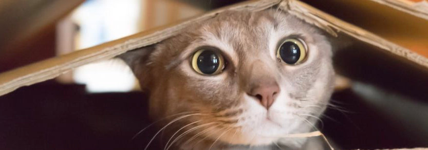 Nová kočka v domácnosti? Přečtěte si, jak pomoci nově adoptované kočce cítit se doma příjemně. 43 - pro milovníky koček