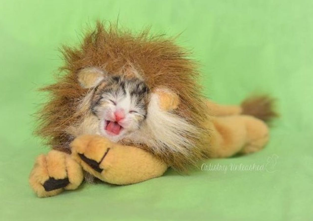 cat lion mane lion costume