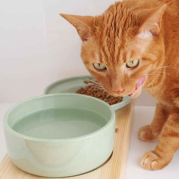 Image result for PICTUREs OF cat purring at his water dish