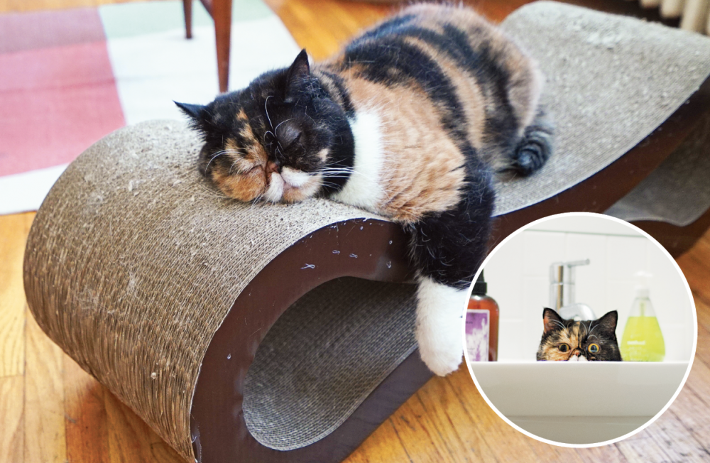 cat lounge scratcher for cats