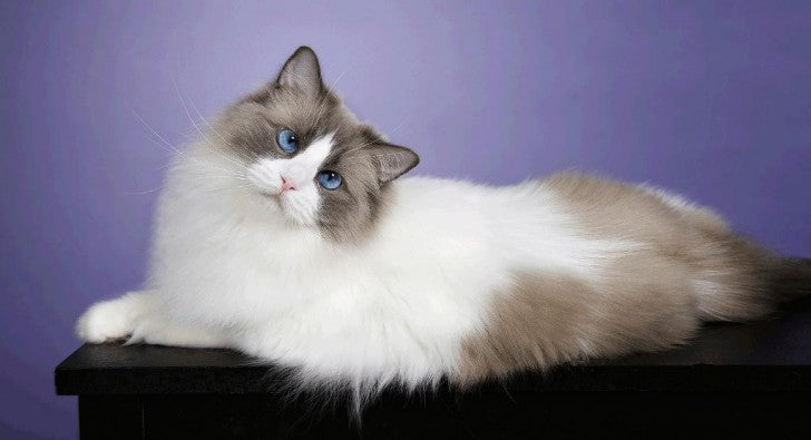 The 20 Most Popular Pedigreed Cat Breeds in America