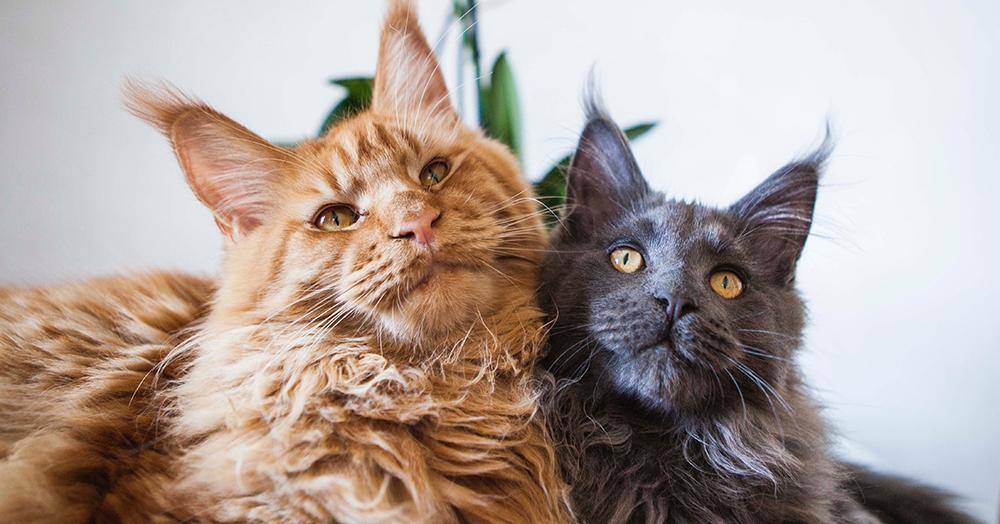 Check Out The 5 Most Popular Cat Breeds in The US – Meowingtons
