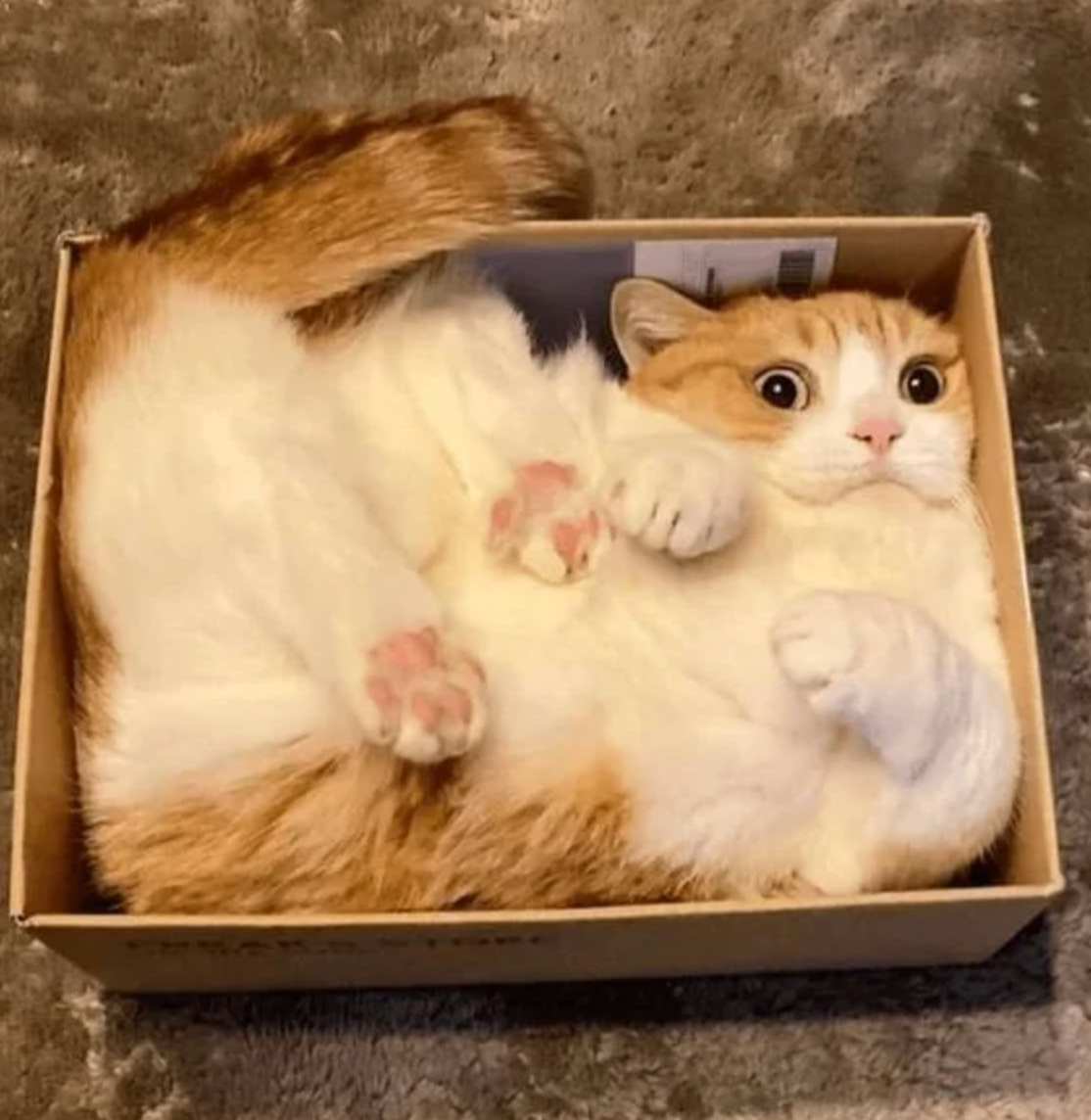 15 Cats Who Refuse To Accept That Their Boxes Are Too Small Meowingtons
