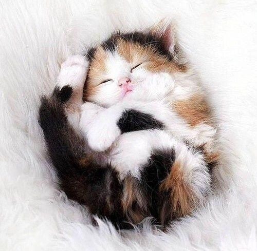 cute calico kitten