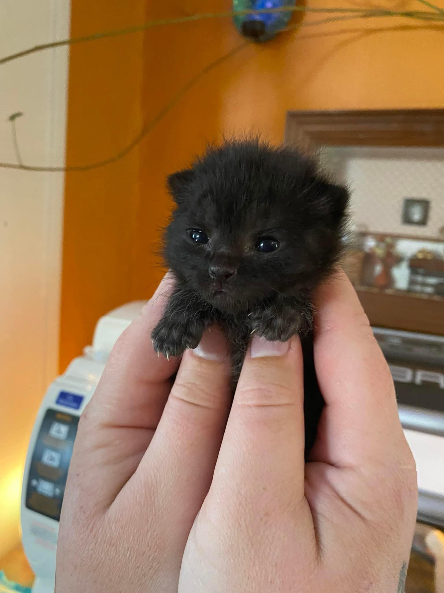 criminally small cat black kitten