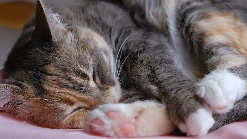 A dilute calico cat curled up with its cute toe beans showing.