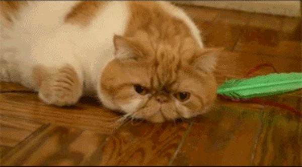 Angry Cat: 14 Signs Your Cat Is Mad at You — Fighting Cats