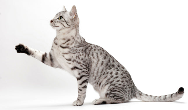 6 Of The Oldest Cat Breeds Still In 