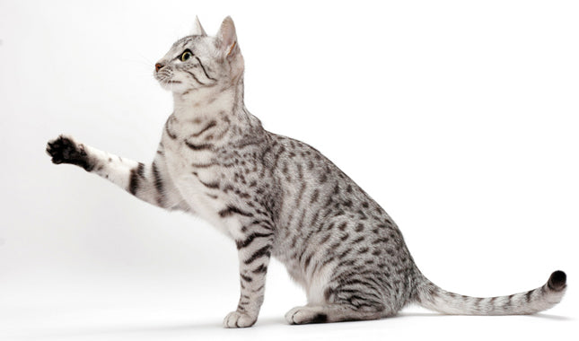 extinct domestic cat breeds