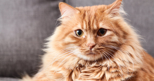 6 Fun Facts About Orange Tabby Cats – Meowingtons
