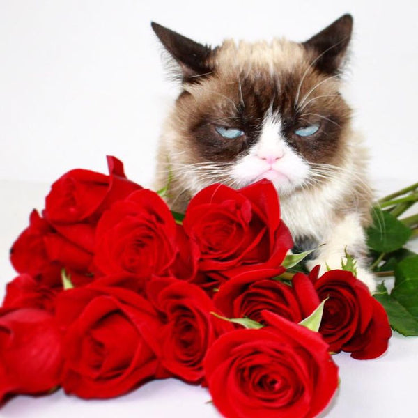 grumpy cat valentines day singles awareness day