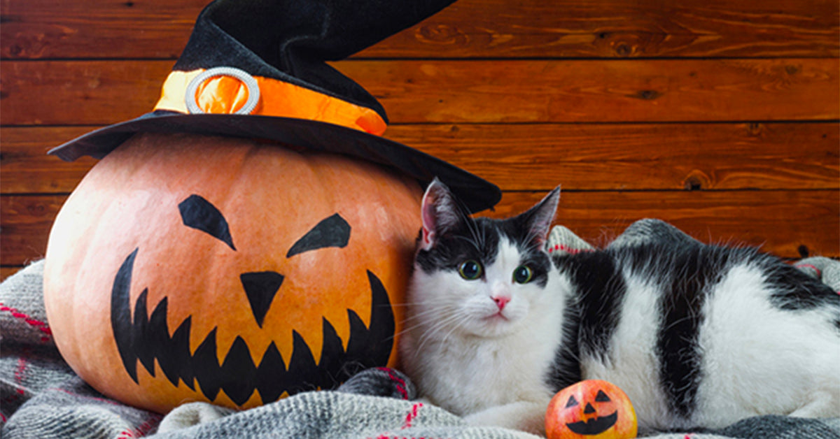 5 Hidden Dangers To Cats on Halloween – Meowingtons