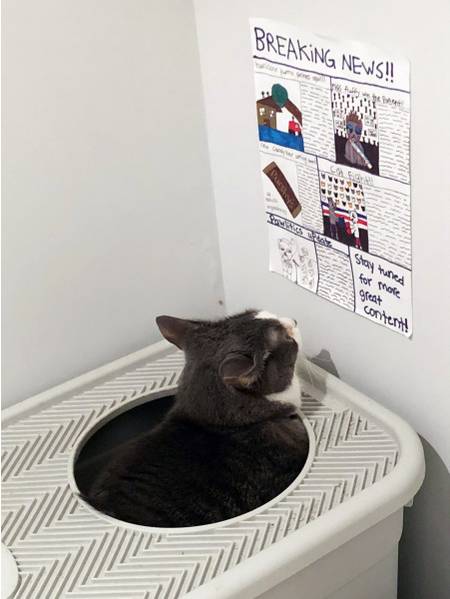 cat litter box newspaper