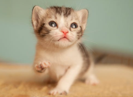 A small white tabby kitten with one teeny tiny and very adorable paw raised.