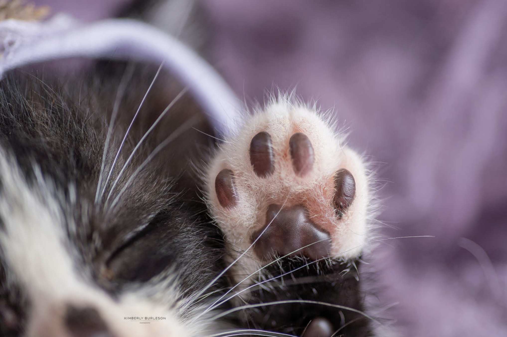 toe beans kitty peets 