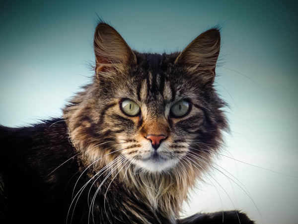 The 20 Most Popular Cat Names In The Us Meowingtons