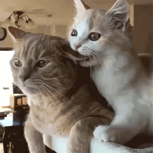 6 Ways Cats Show That Yes They Actually Love You Meowingtons