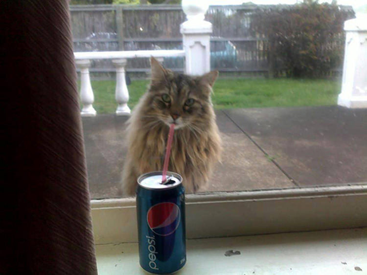 cat drinking