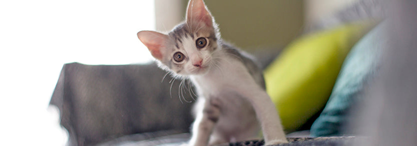 Nová kočka v domácnosti? Přečtěte si, jak pomoci nově adoptované kočce cítit se doma příjemně. 46 - pro milovníky koček