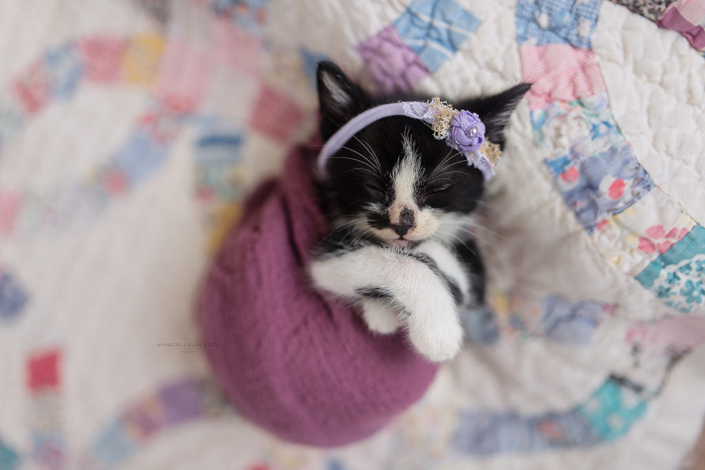 purrito swaddled kitten 