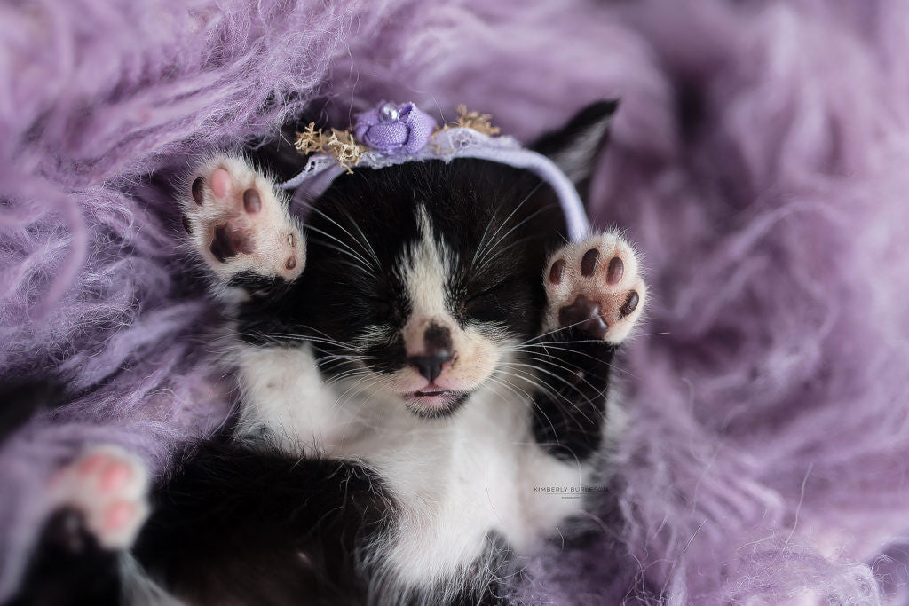 Kitten "Newborn" Photo Shoots That Will Melt Your Heart ...