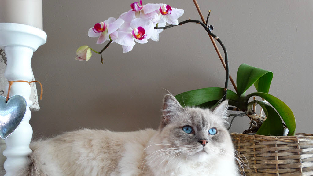 Rostliny vhodné pro kočky - oživte svou domácnost těmito 20 rostlinami, které jsou bezpečné pro kočky 28 - pro milovníky koček