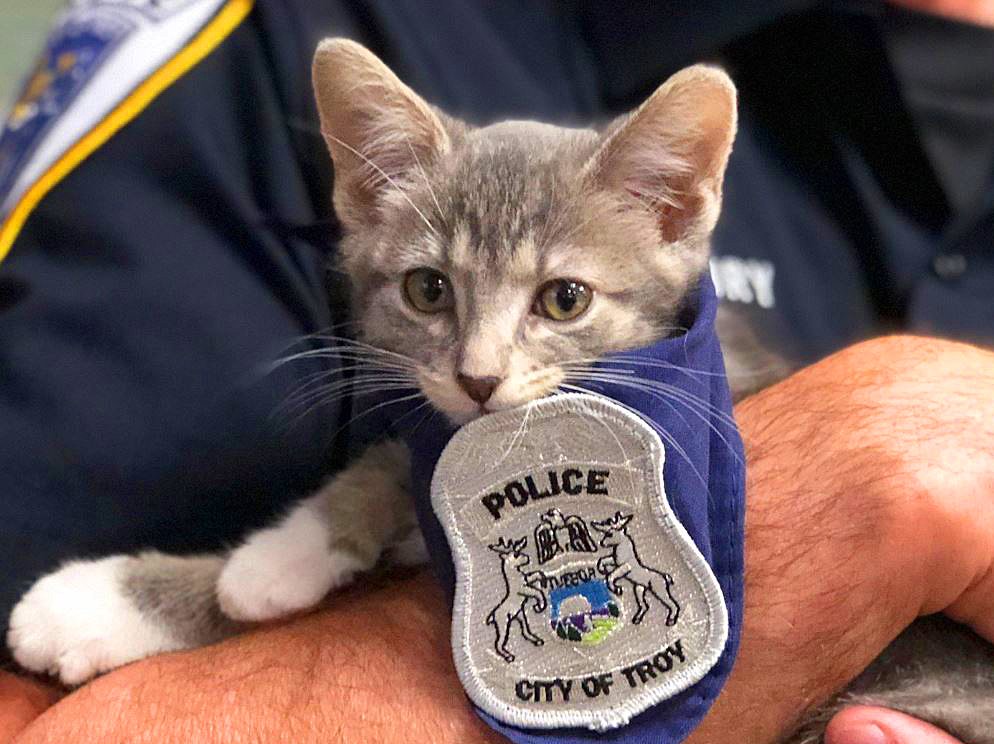 Meet Pawfficer Donut, the Troy Police Department's Adorable Cat –  Meowingtons