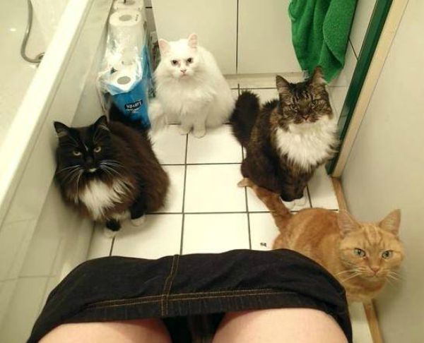 20-cats-that-don-t-know-the-meaning-of-personal-space-meowingtons