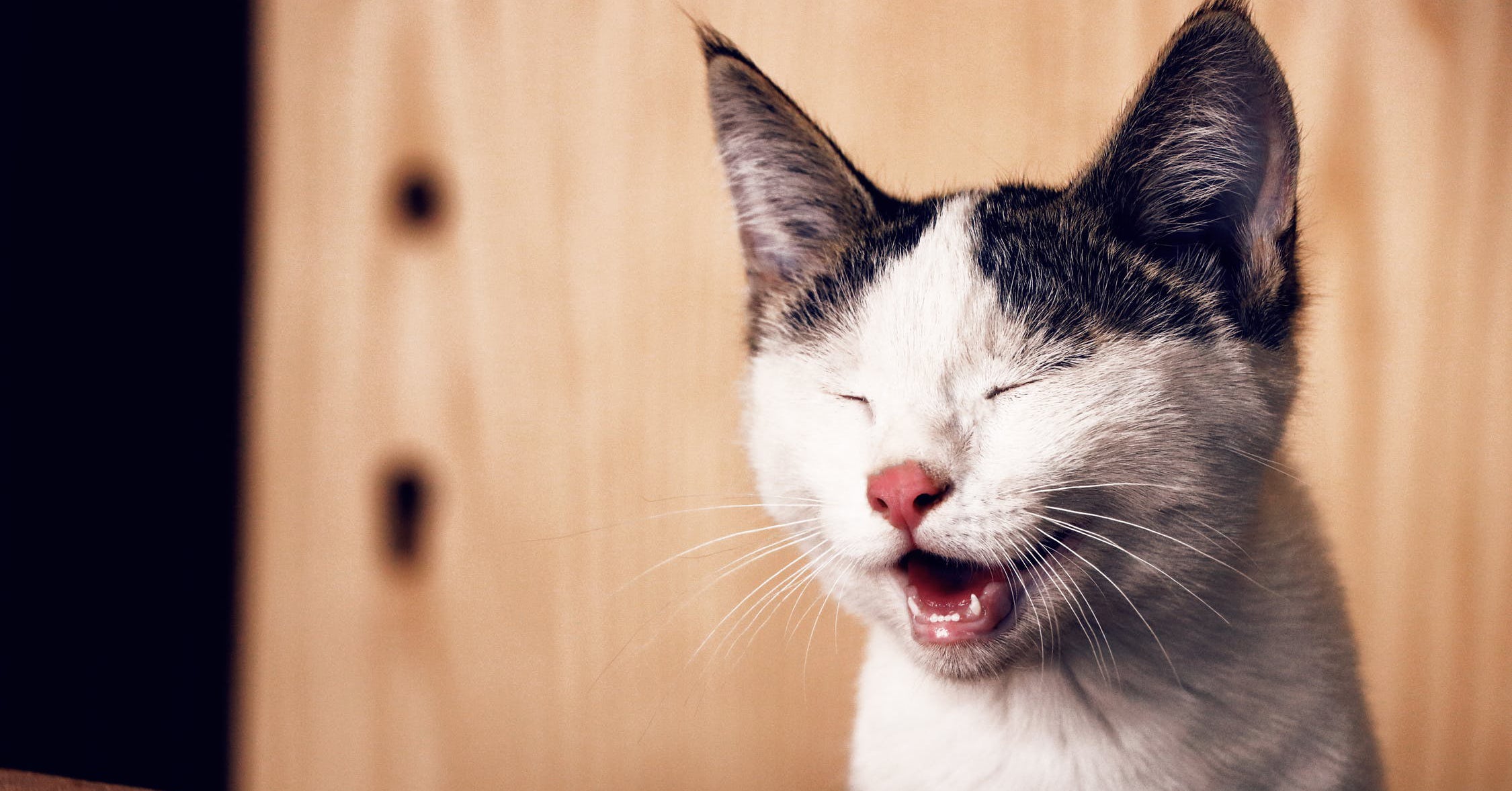 We're Only Beginning To Understand Dogs' and Cats' Facial Expressions