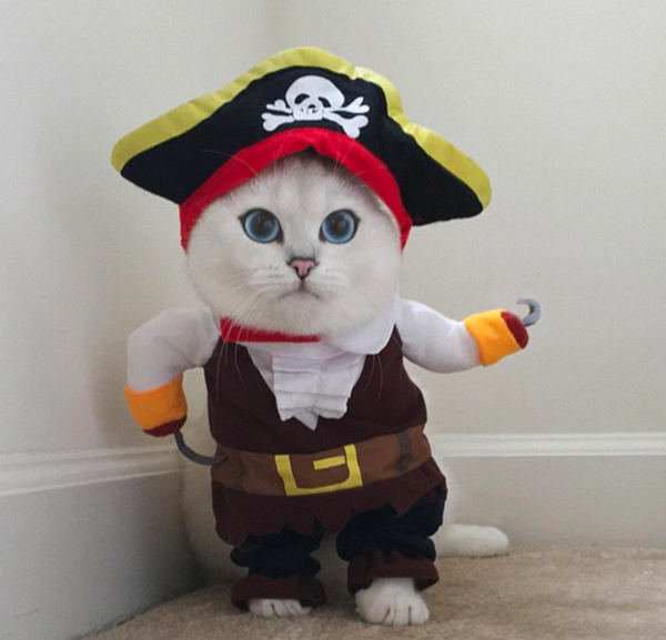 pirate cat halloween costume cat costume cat outfit