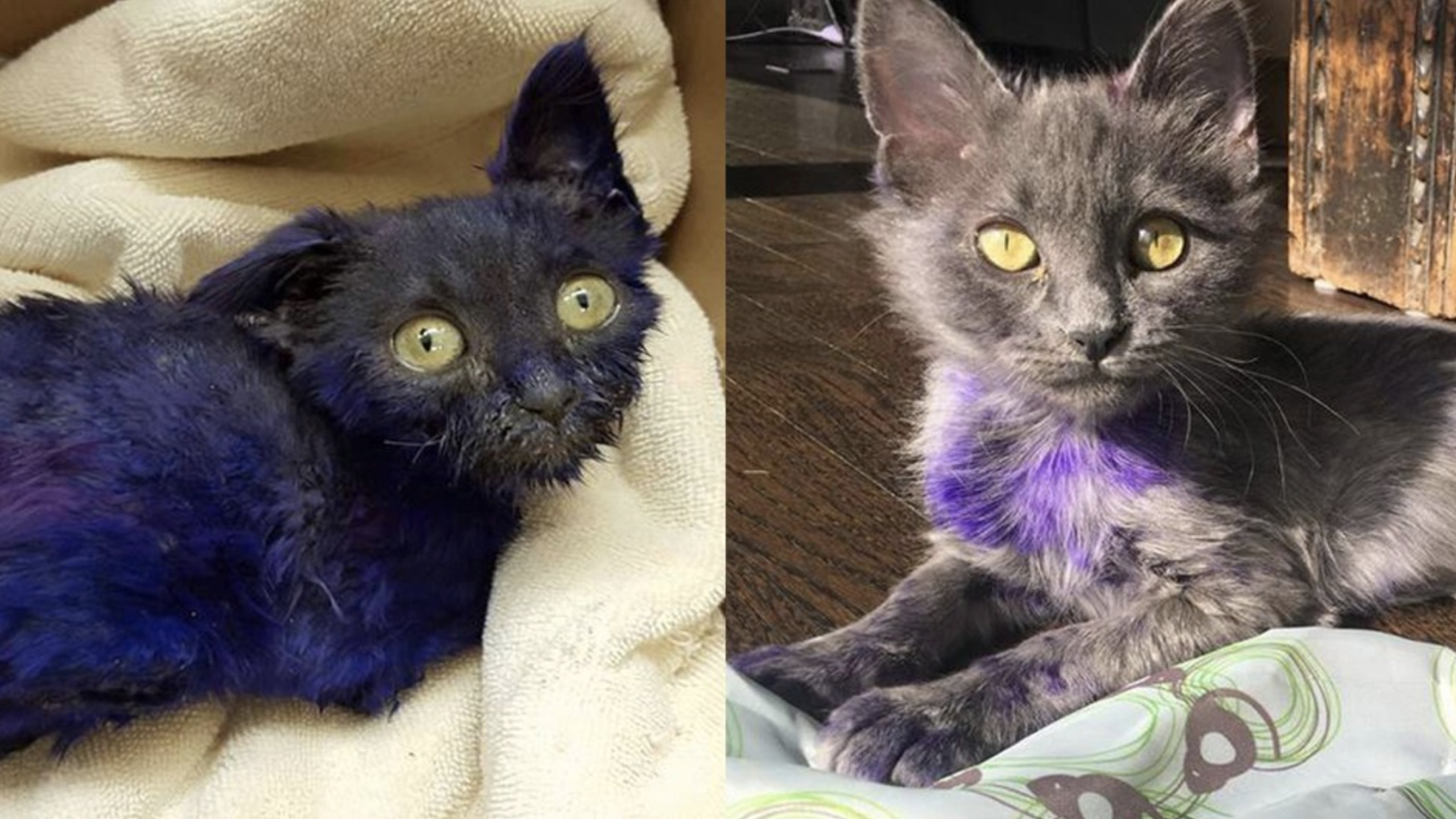 Kitten Colored Purple  With Marker and Used as Bait in 