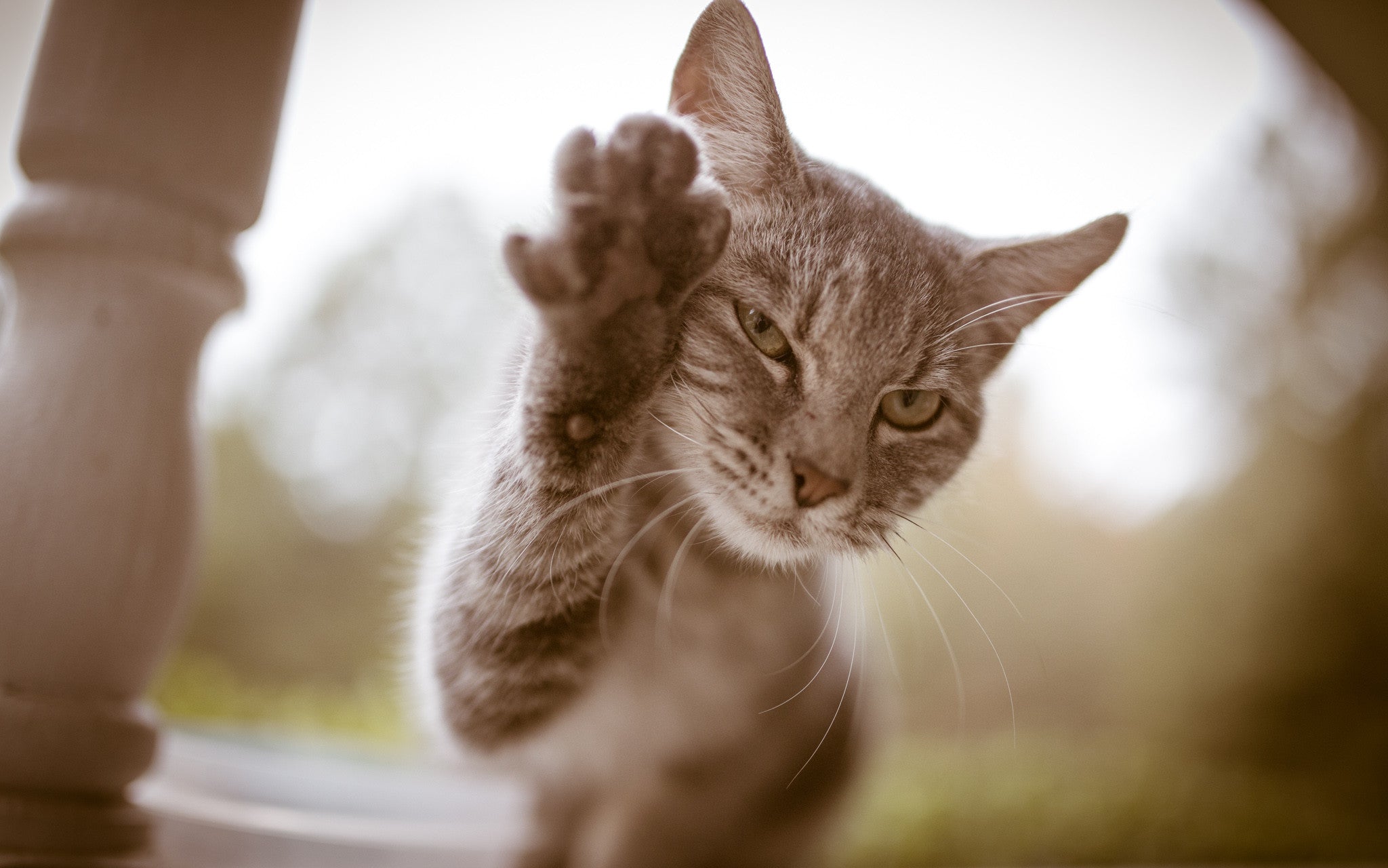 6 Fascinating Facts About Cat's Paws – Meowingtons