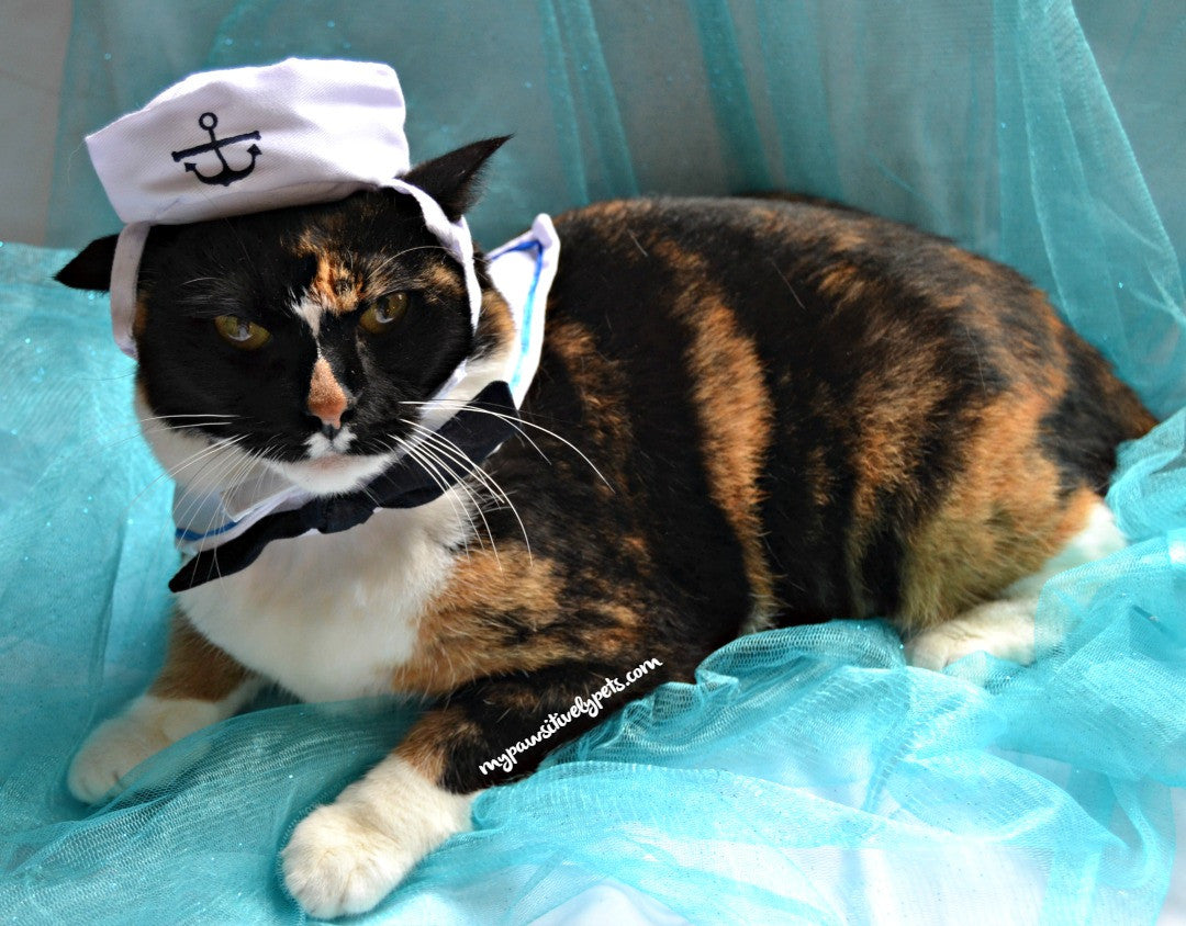 sailor cat