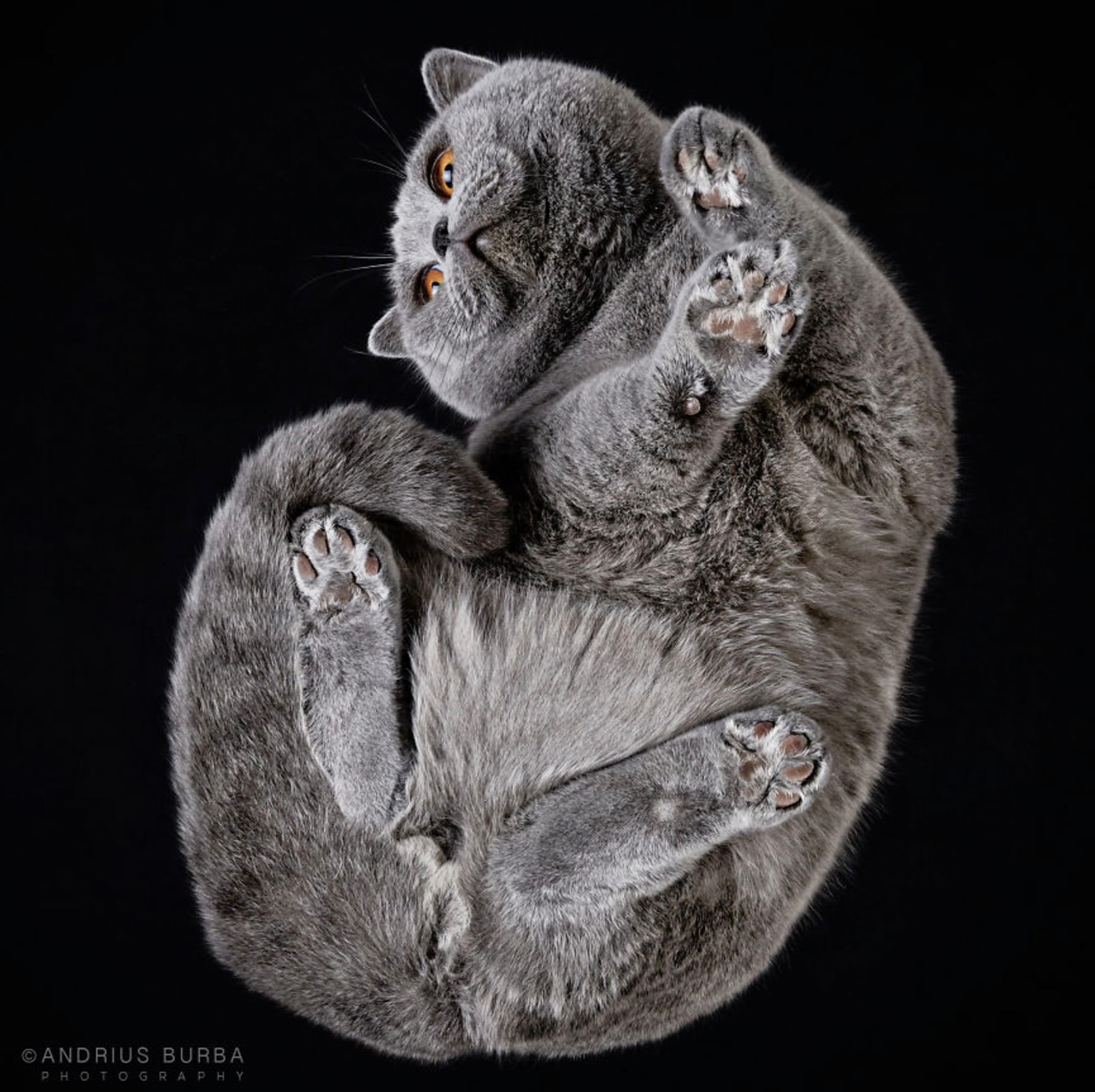 round cat scottish fold 