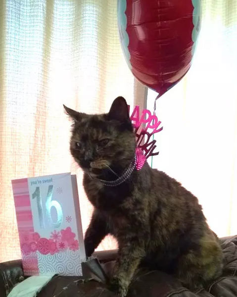 senior cat sweet sixteen party quincenera for cat cat birthday 