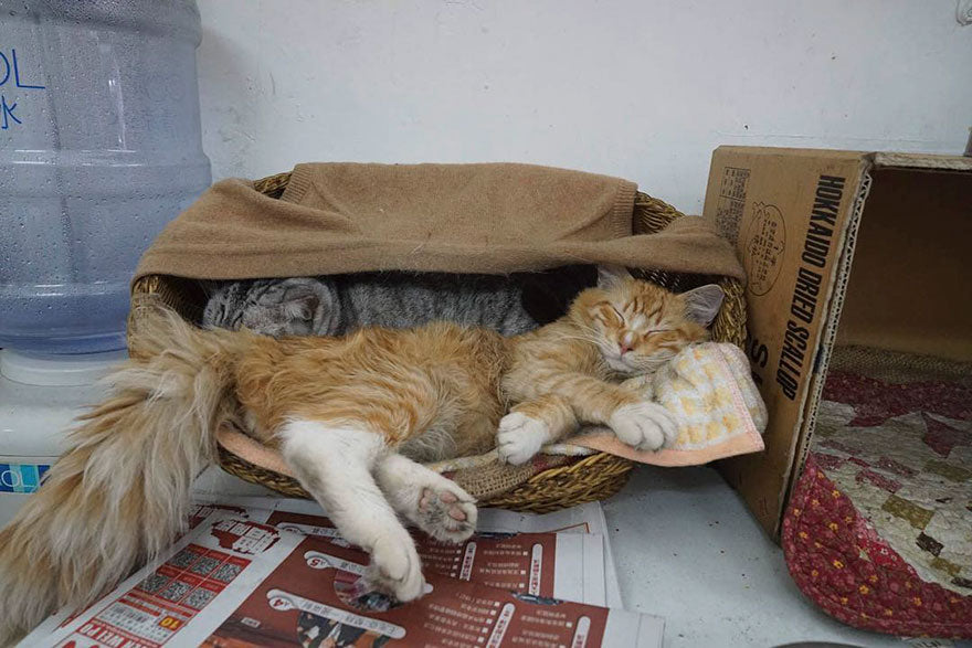 Кот проживает 9 жизней. Коты живущие в магазинах. Жизнь домашнего и уличного кота. Живет в магазине. Интересная жизнь котов.