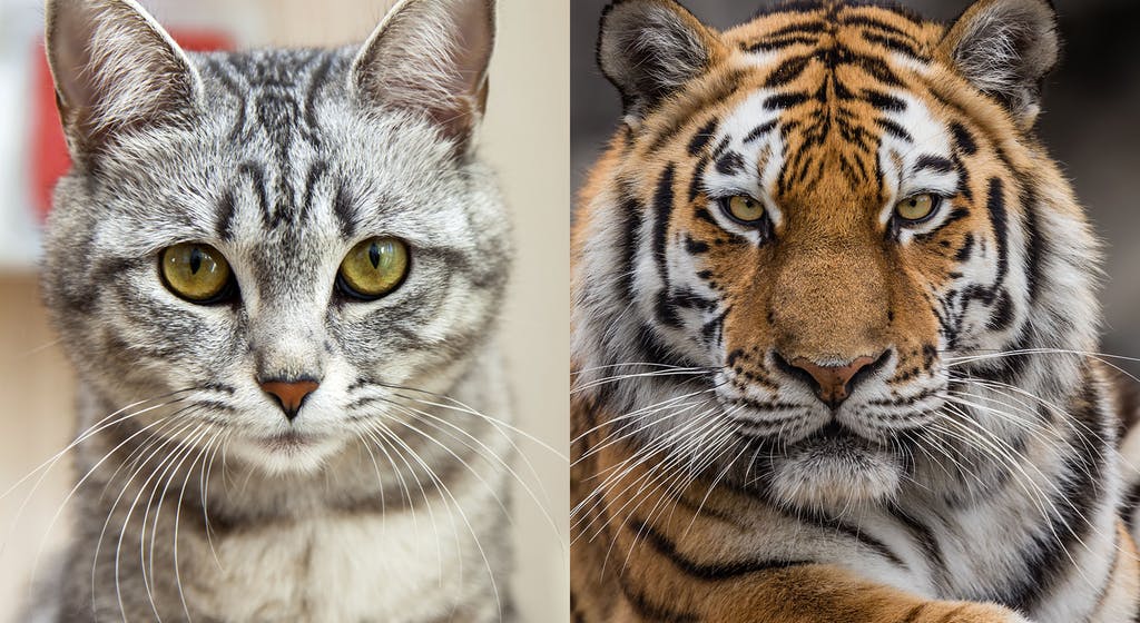 Do Big Cats (Lions, Tigers, Leopards, And Jaguars) Meow? 