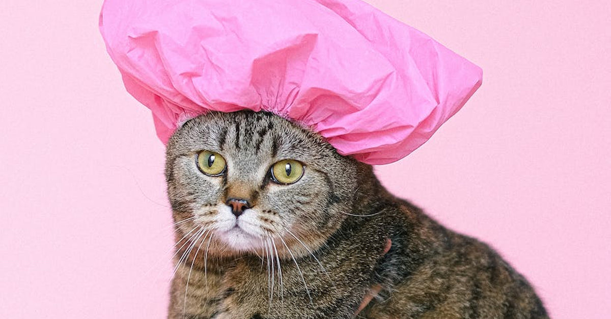 A tabby cat wearing a pink bath cap.