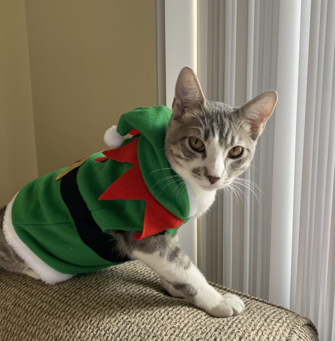 Santa's Kitty ElfWith Leggings - Summer's Fabulous Cat Life