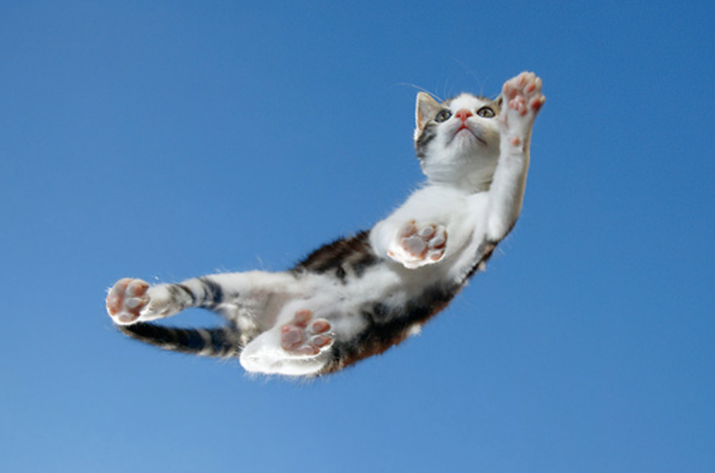 sky cat flying cat