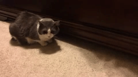 stealing-cat.gif