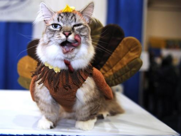 Felines Taking Part In All The Thanksgiving Fun Meowingtons