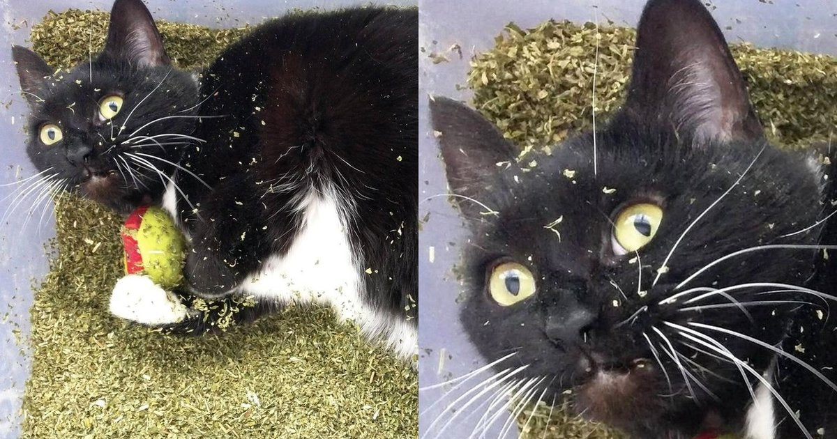 Why Cats Go Crazy for Catnip and Silver Vine – Meowingtons